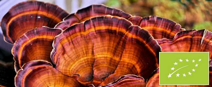 reishi bio